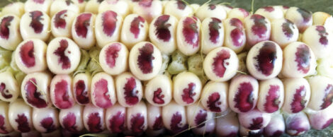 Open-Pollinated Corn Roots Image